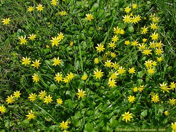 Ranunculus ficaria