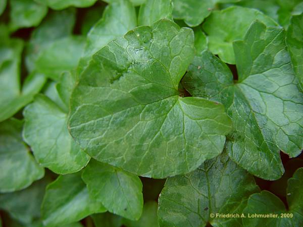 Ranunculus ficaria