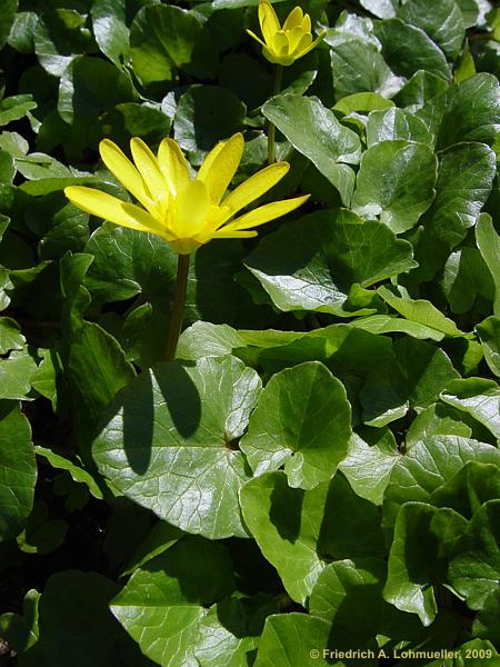 Ranunculus ficaria