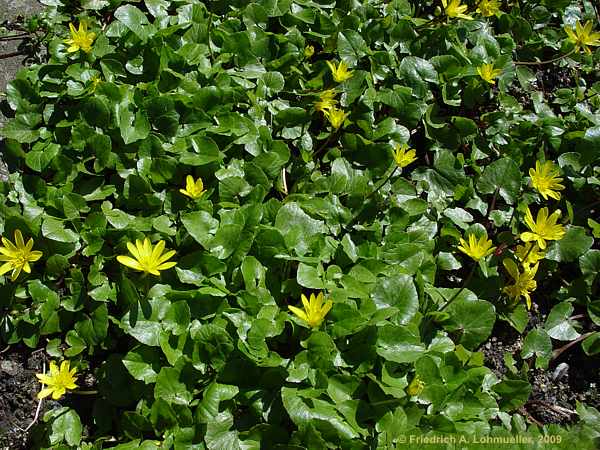 Ranunculus ficaria