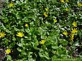 Ranunculus ficaria