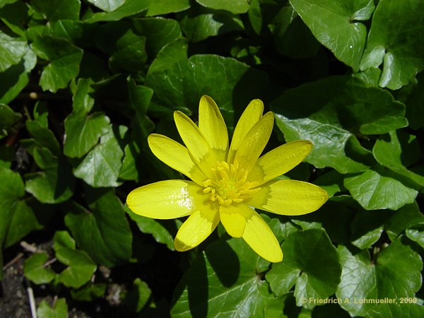 Ranunculus ficaria