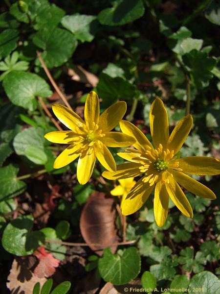 Ranunculus ficaria