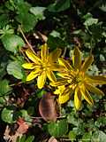 Ranunculus ficaria