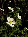 Ranunculus platanifolius