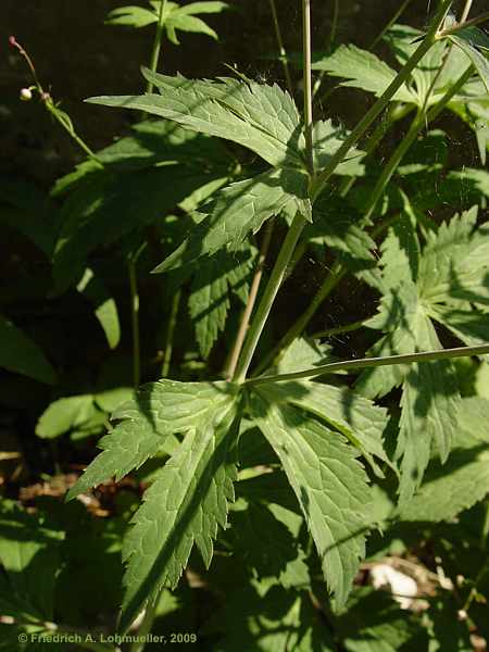 Ranunculus platanifolius