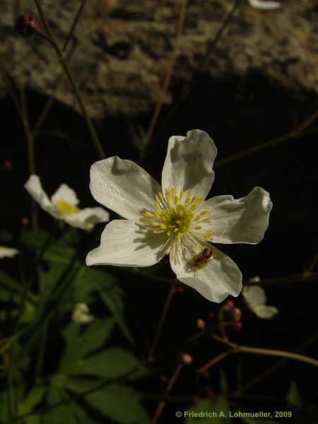 Ranunculus platanifolius
