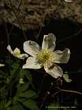 Ranunculus platanifolius