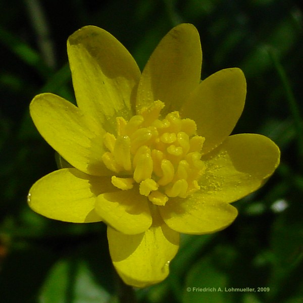 Ranunculus repens