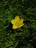 Ranunculus repens