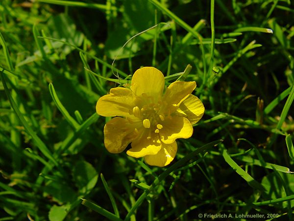 Ranunculus repens