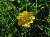 Ranunculus repens