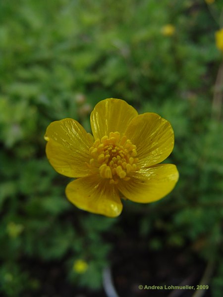 Ranunculus repens