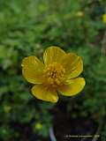 Ranunculus repens