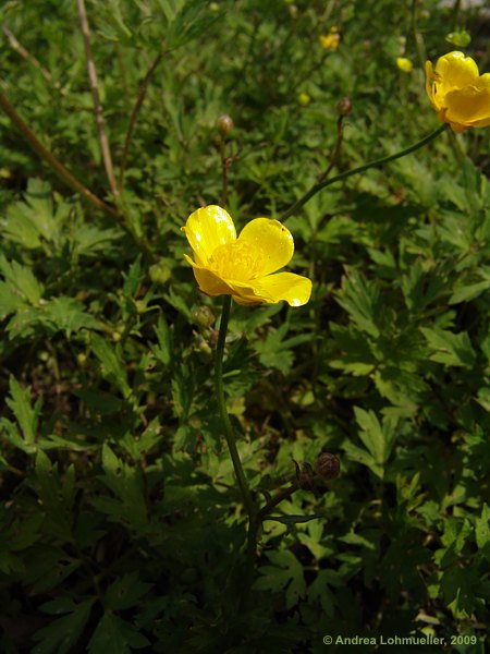 Ranunculus repens