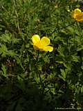 Ranunculus repens