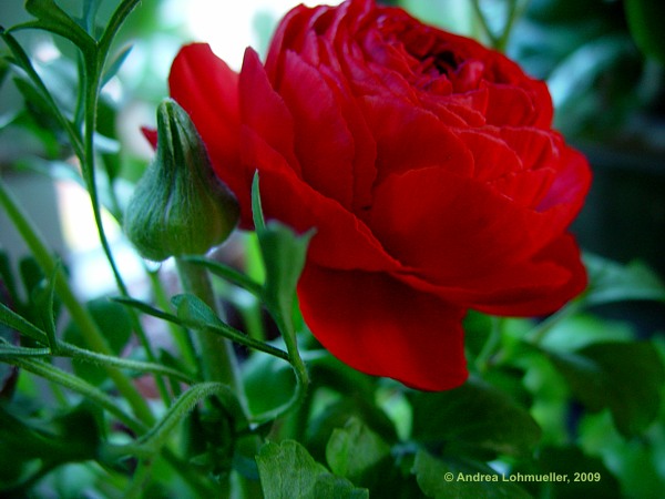 Ranunculus asiaticus hybr.