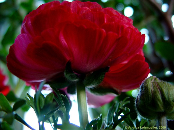 Ranunculus asiaticus hybr.