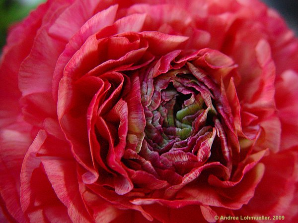 Ranunculus asiaticus hybr.