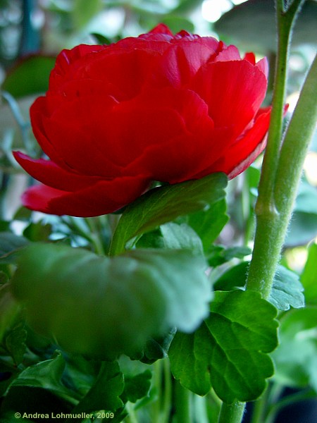 Ranunculus asiaticus hybr.