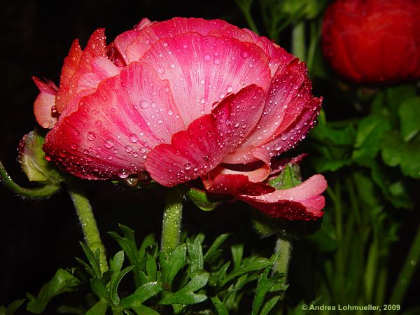 Ranunculus asiaticus hybr.
