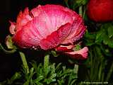 Ranunculus asiaticus