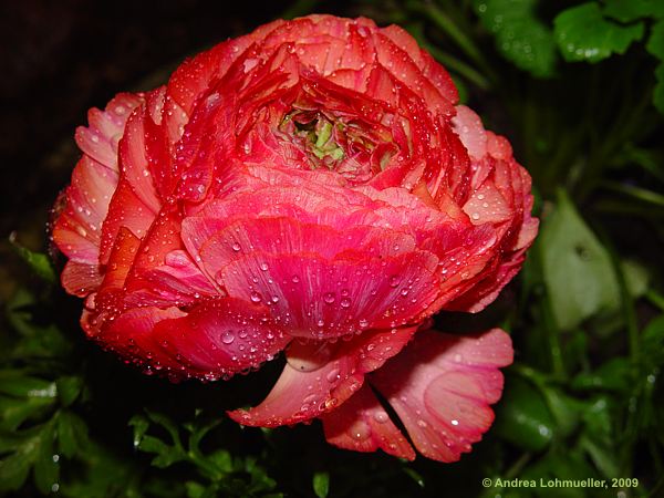 Ranunculus asiaticus hybr.