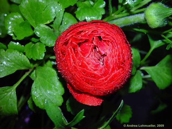 Ranunculus asiaticus hybr.