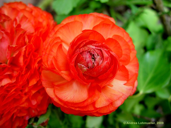 Ranunculus asiaticus hybr.