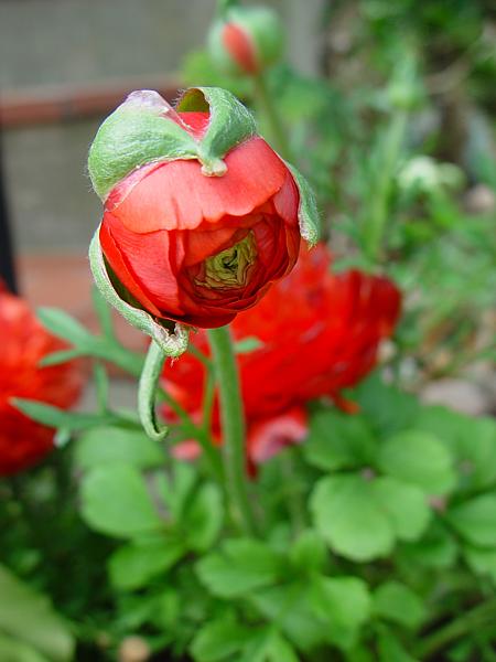 Ranunculus asiaticus hybr.