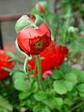 Ranunculus asiaticus