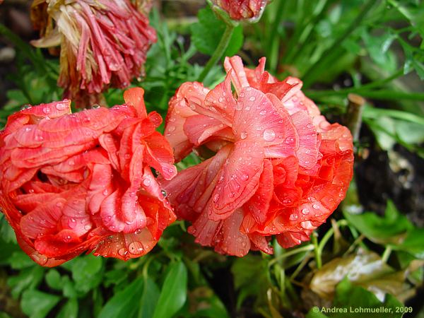 Ranunculus asiaticus hybr.