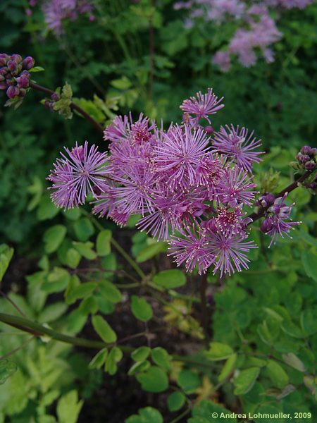 Thalictrum aquilegifolium