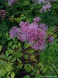 Thalictrum aquilegifolium