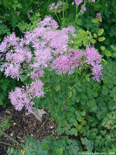 Thalictrum aquilegifolium