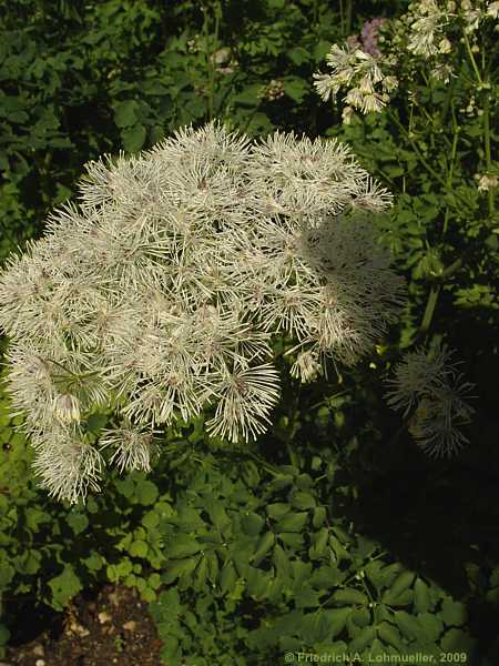 Thalictrum aquilegifolium