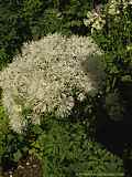 Thalictrum aquilegifolium