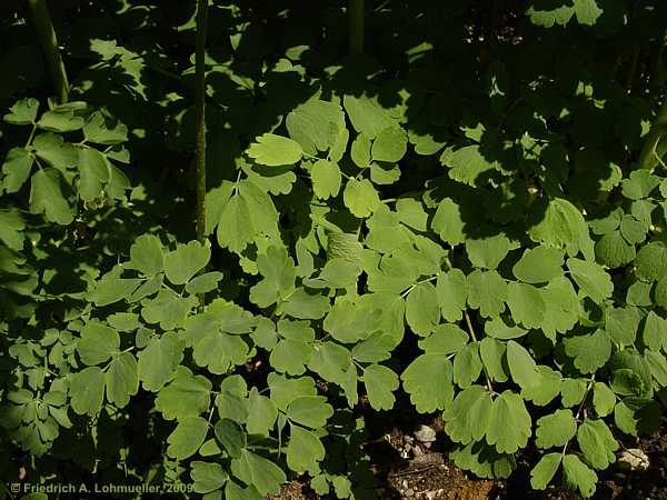 Thalictrum aquilegifolium