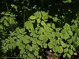 Thalictrum aquilegifolium