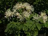 Thalictrum aquilegifolium