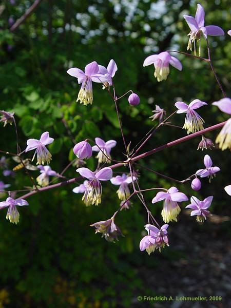 Thalictrum dipterocarpum