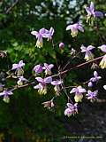 Thalictrum dipterocarpum