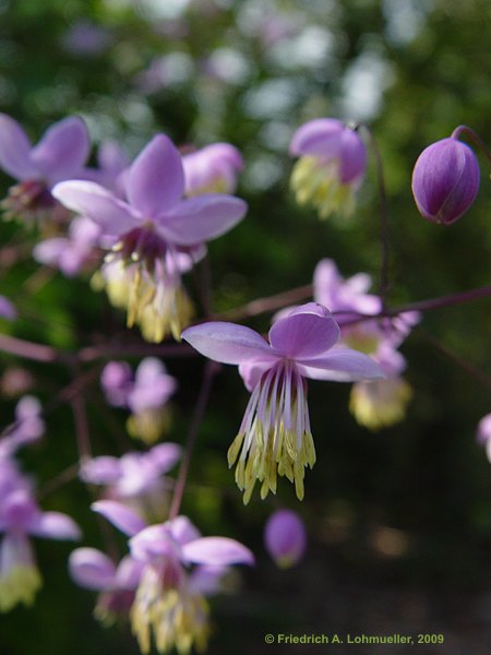 Thalictrum dipterocarpum