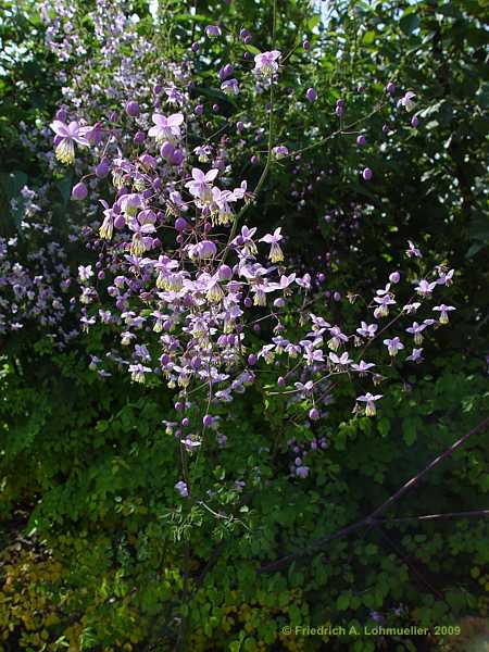 Thalictrum dipterocarpum