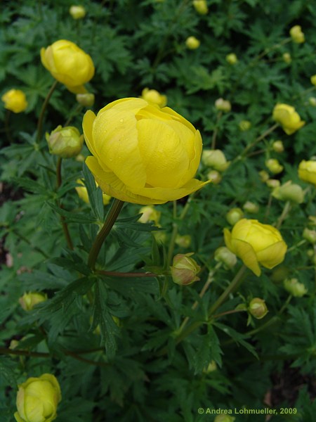 Trollius europaeus