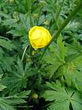 Trollius europaeus