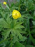 Trollius europaeus