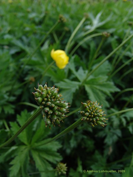 Trollius europaeus