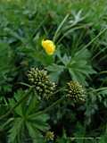 Trollius europaeus