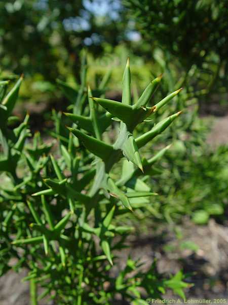 Colletia paradoxa